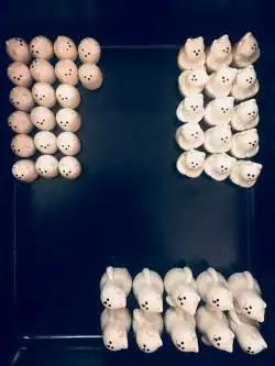 imagen 1 Rescue Polar Bears: Data & Temperature